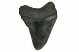 Serrated, Fossil Megalodon Tooth - South Carolina #169206-2